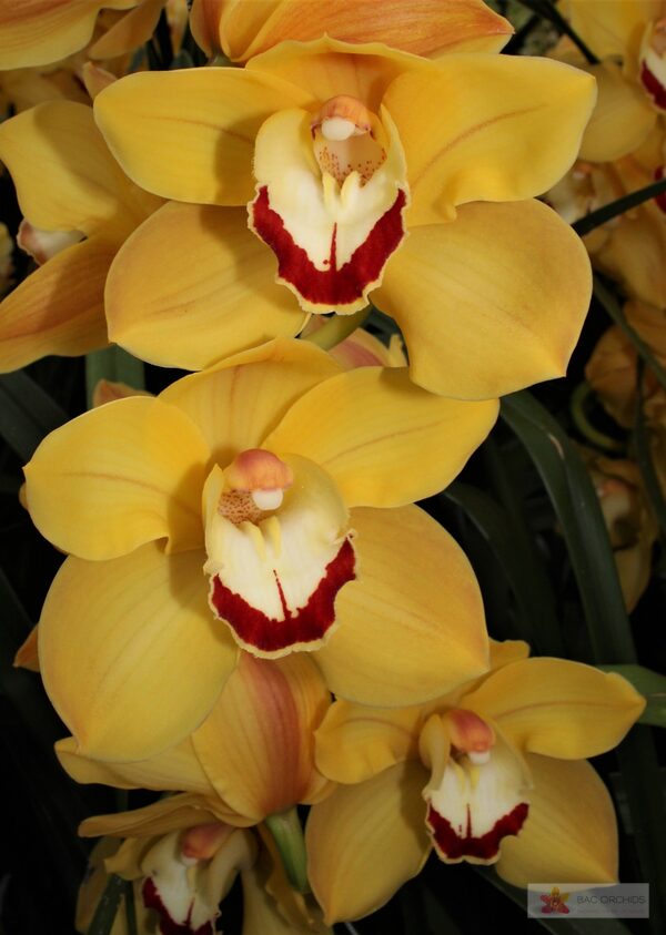 Cymbidium large flowered MISS SAIGON, фото 2