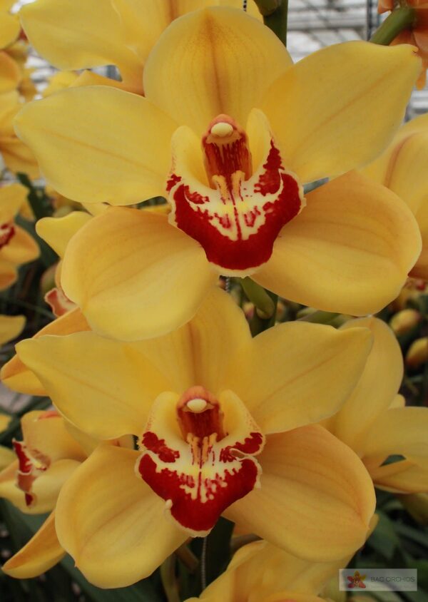 Cymbidium large flowered RIJSENHOUT, foto 6