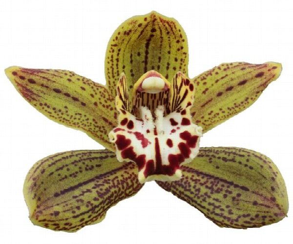 Cymbidium large flowered JUNGLE MIRACLE, foto 5