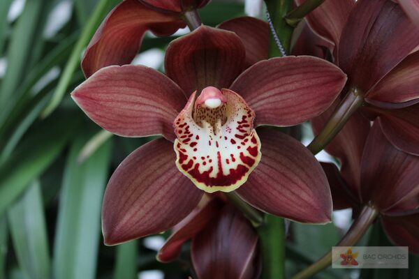 Cymbidium large flowered EBONY, foto 2