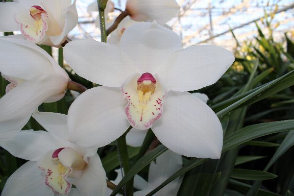 Cymbidium large flowered ANTONELLA, foto 4