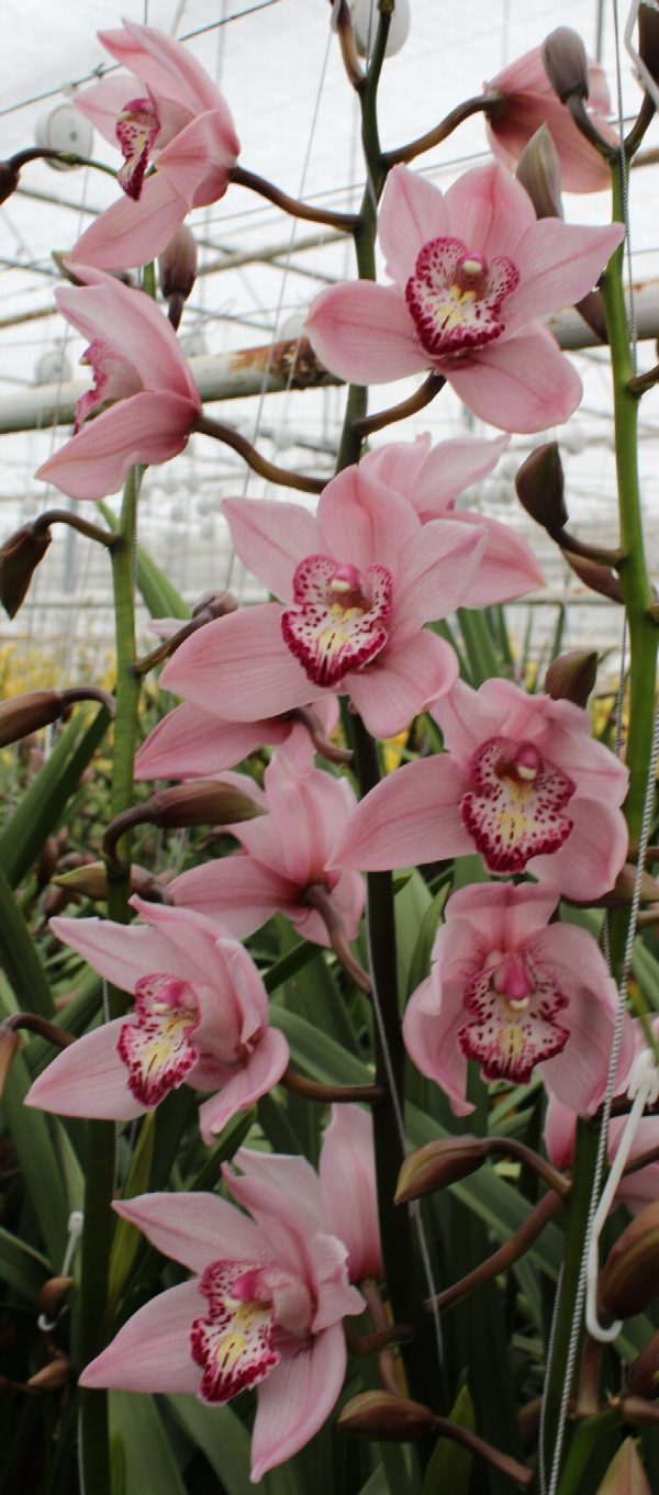 Cymbidium large flowered PINK BRILJANT, foto 4
