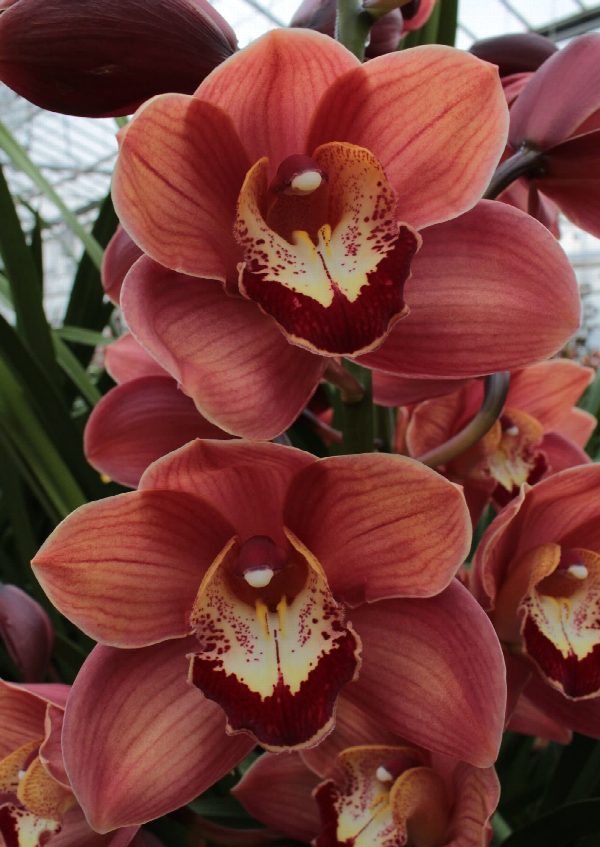 Cymbidium large flowered VICTORIA, foto 5