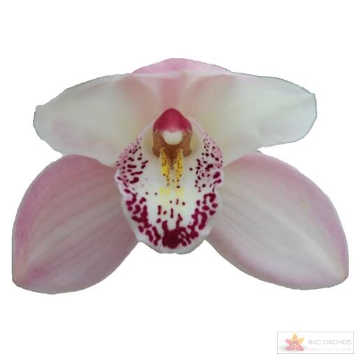 Cymbidium large flowered SUMMER MAGIC PINK