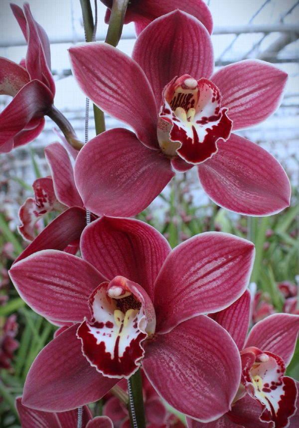 Cymbidium large flowered PRIWINE, фото 3