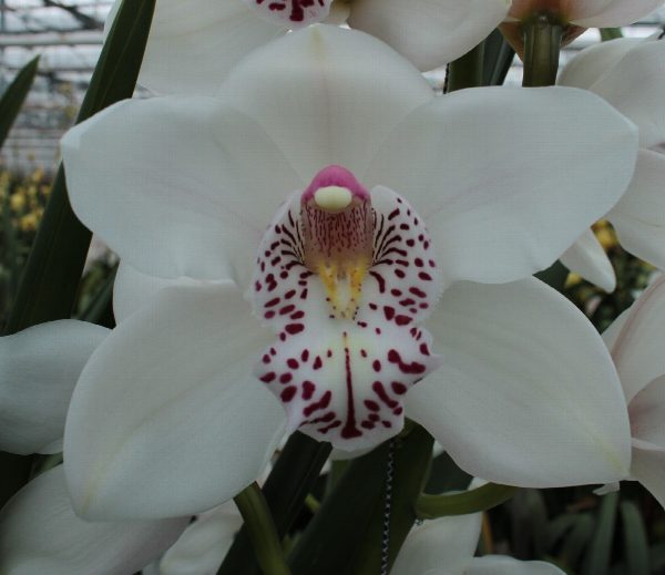 Cymbidium large flowered Cymbidium Tak VENEZIA, foto 3