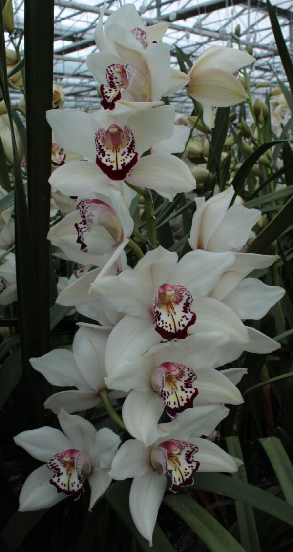 Cymbidium large flowered MRS. ESMEE, foto 5