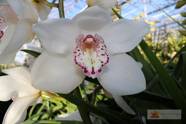 Cymbidium large flowered SNOWBIRD, photo 2