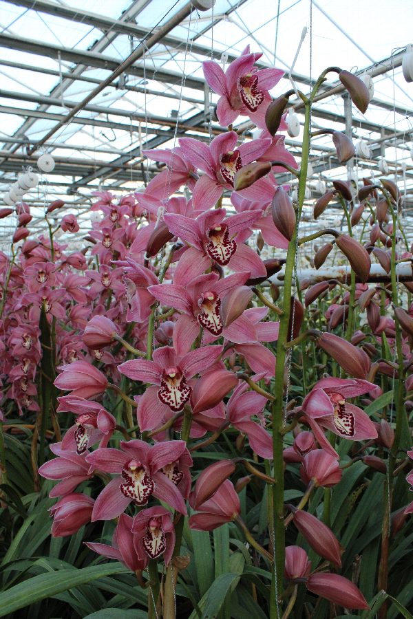 Cymbidium large flowered Cymbidium Tak Royal Pearl 'Pinn up', фото 4