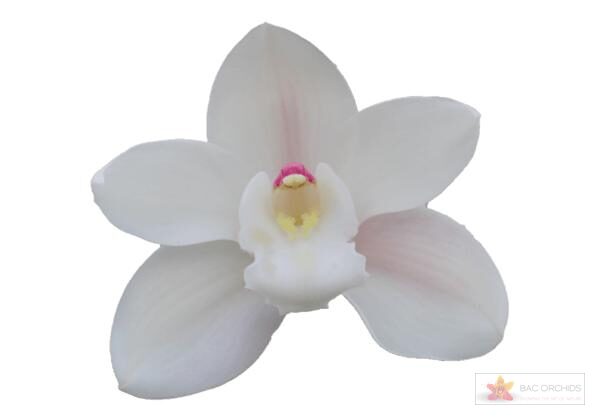 Cymbidium large flowered POMPEI