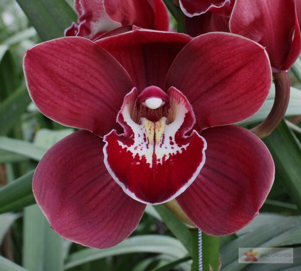 Cymbidium large flowered BLOODY MARY, foto 4