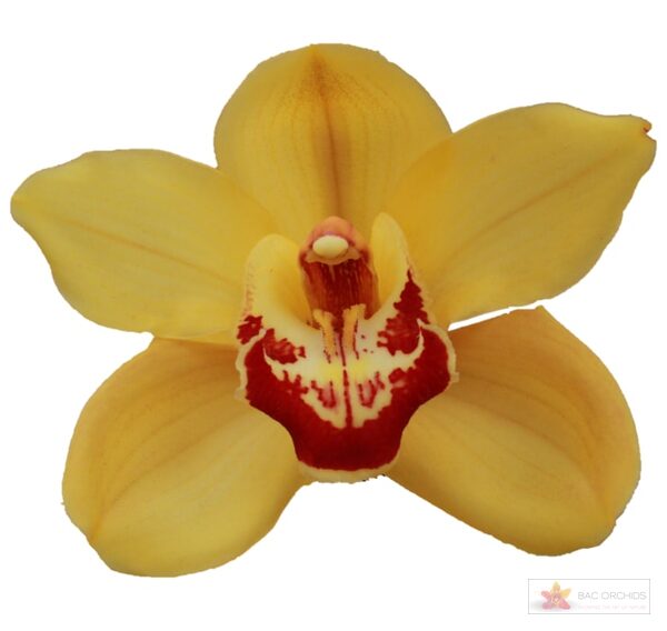 Cymbidium large flowered RIJSENHOUT