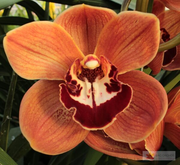 Cymbidium large flowered KING ALEX, foto 3