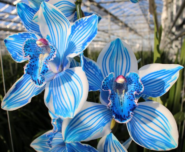 Cymbidium large flowered KLB H%, фото 8