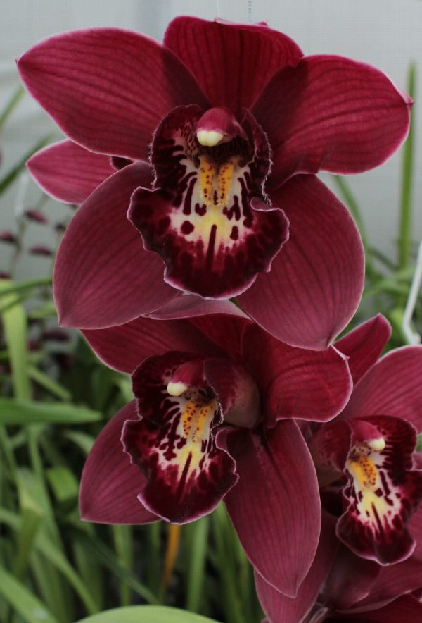 Cymbidium large flowered RISTO, foto 4