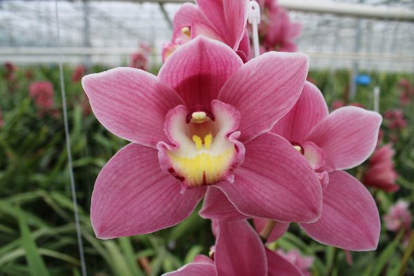 Cymbidium large flowered BD ROSANNA, foto 3
