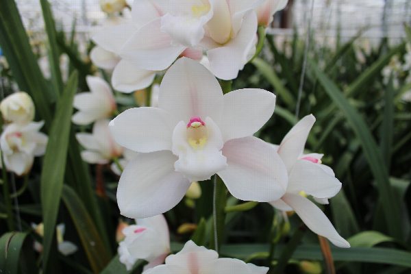 Cymbidium large flowered POMPEI, photo 3