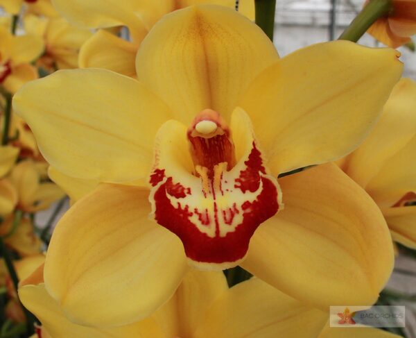 Cymbidium large flowered RIJSENHOUT, foto 5