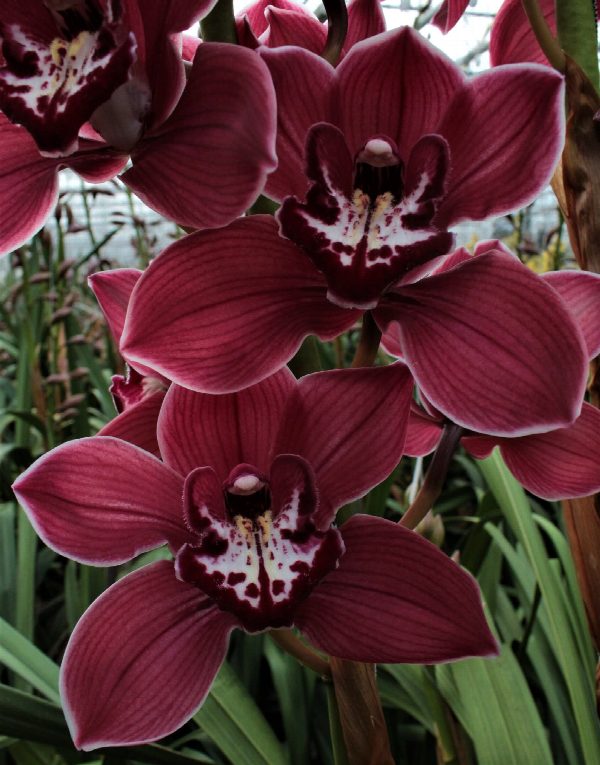 Cymbidium large flowered FERR-ARI, foto 3