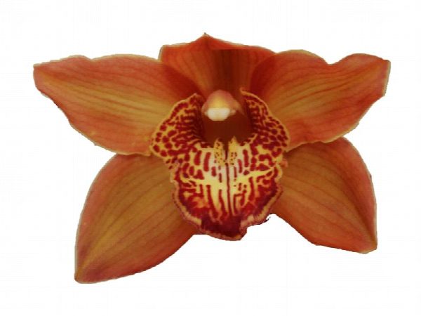 Cymbidium large flowered COGNAC, photo 2