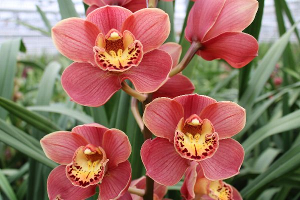 Cymbidium large flowered CORAL SUN, фото 2
