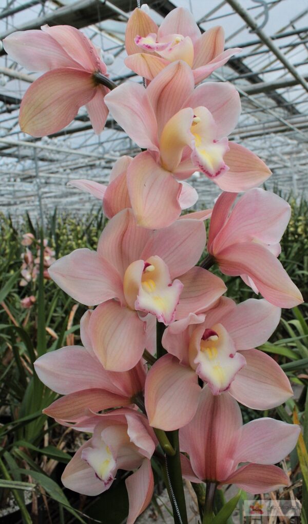 Cymbidium large flowered SALM DELIGHT, foto 3