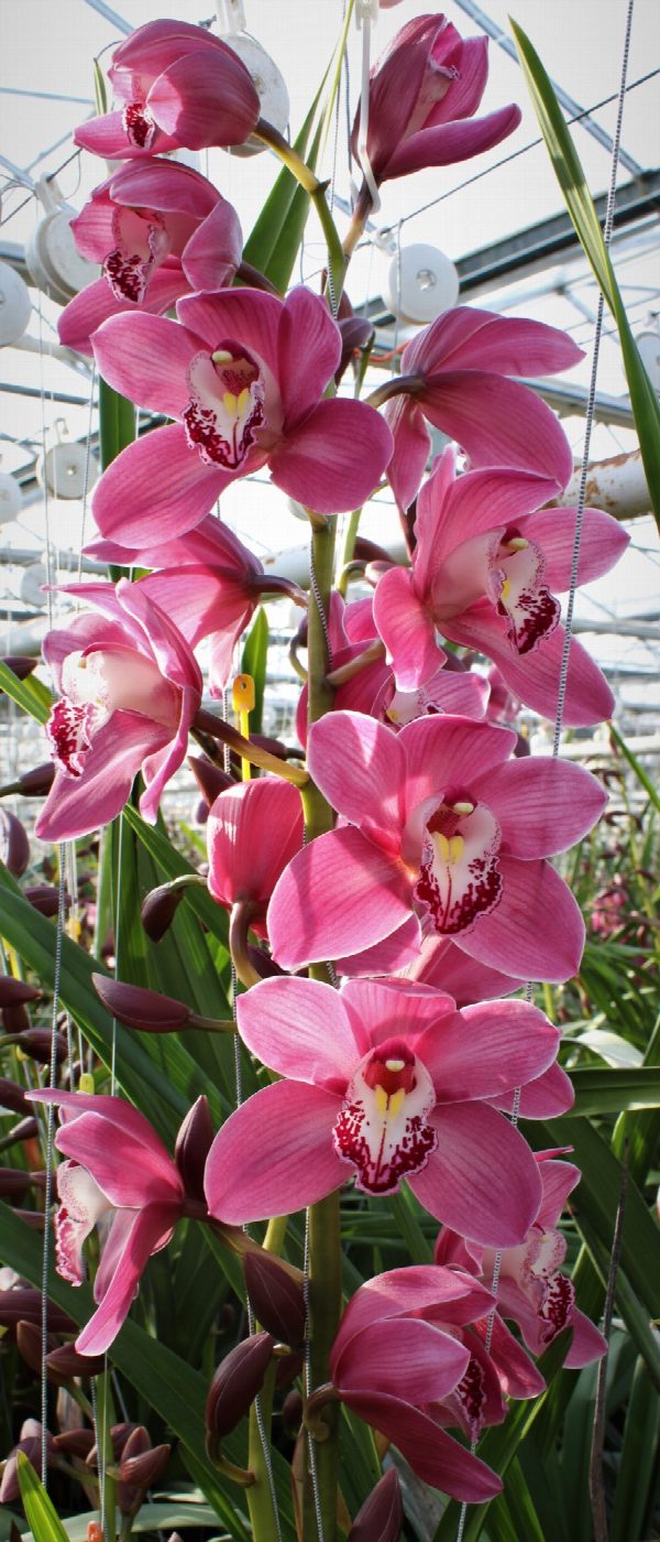 Cymbidium large flowered PRINCESS, foto 3