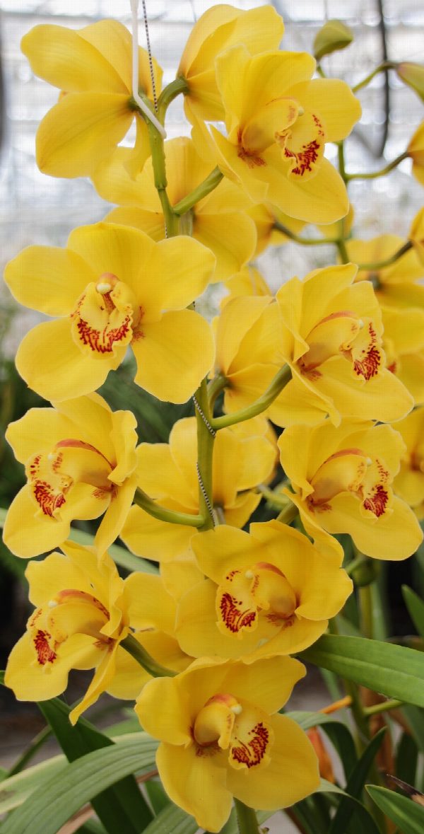 Cymbidium large flowered DIONA