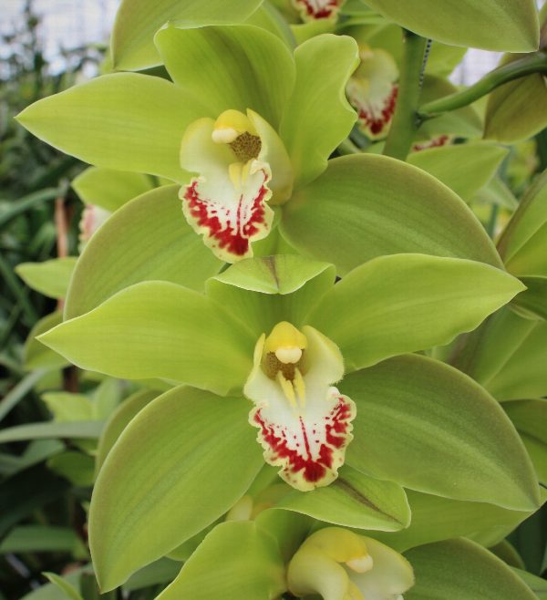 Cymbidium large flowered GREEN GIANT, photo 2