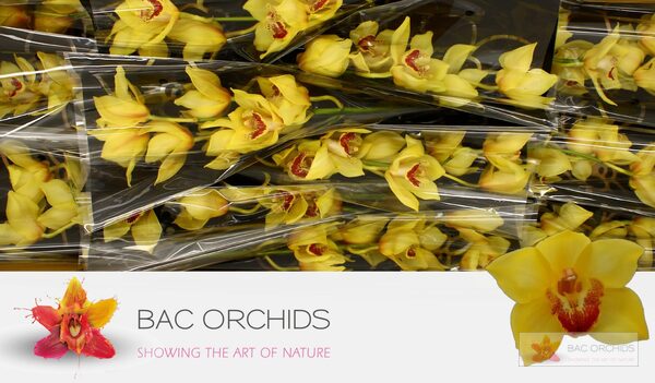 Cymbidium large flowered GOLDEN FLEECE, foto 5