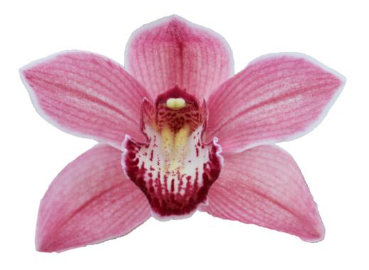 Cymbidium large flowered POWER, foto 4