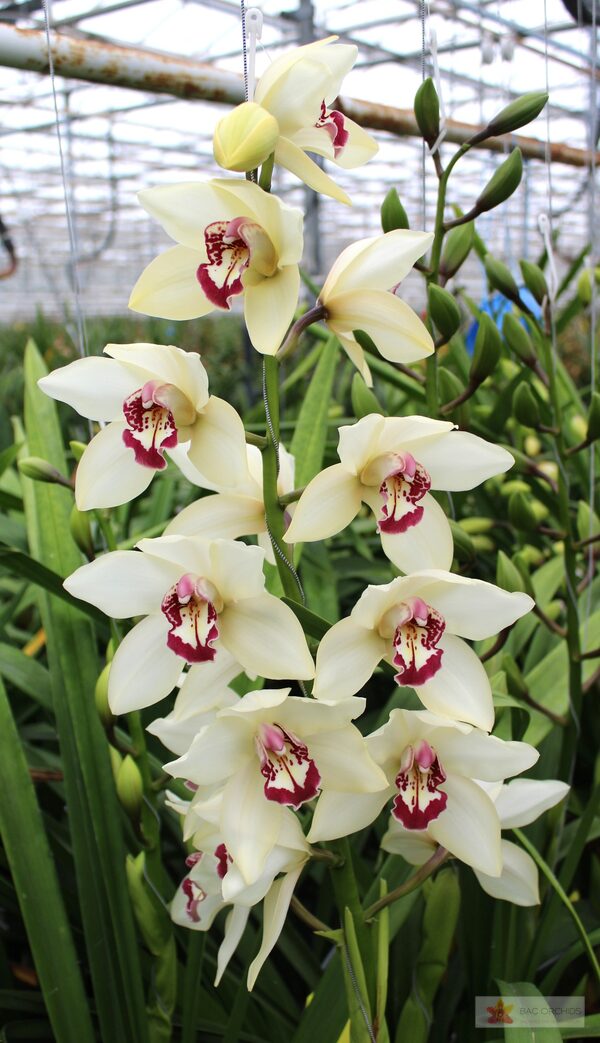 Cymbidium large flowered IVORY, foto 4