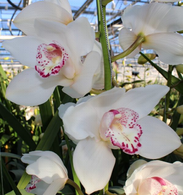 Cymbidium large flowered SNOWBIRD, foto 3