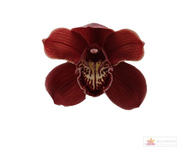 Cymbidium large flowered SERENA