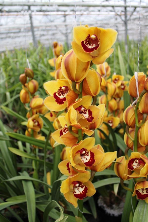 Cymbidium large flowered ORANGE FAVORIT, foto 4