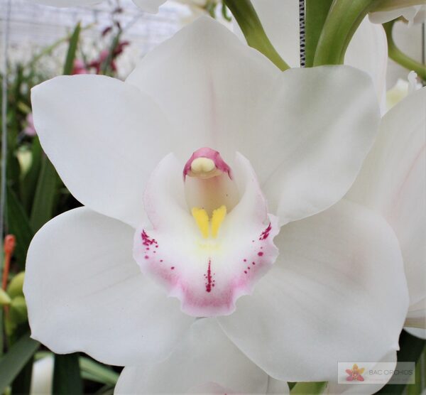Cymbidium large flowered KILIMANJARO, фото 2
