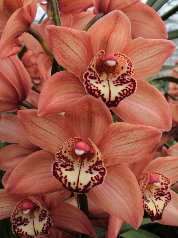 Cymbidium large flowered BROWNY, foto 2