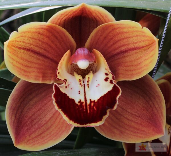 Cymbidium large flowered RENE S WISH, foto 4