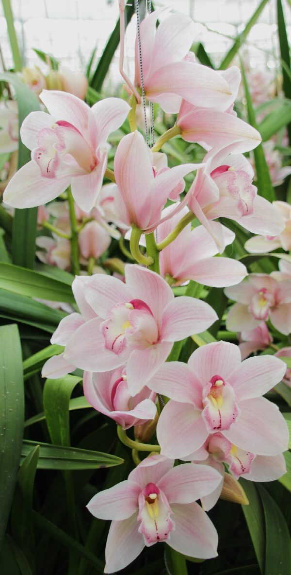 Cymbidium large flowered DELMONTE, photo 2