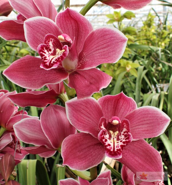 Cymbidium large flowered RED ROCK, foto 2