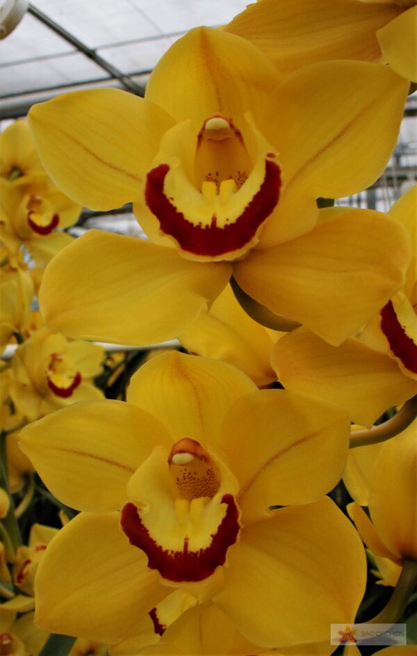 Cymbidium large flowered SUNGLOW, foto 2