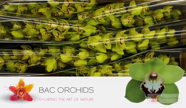 Cymbidium large flowered VALLEY BOOP, foto 3