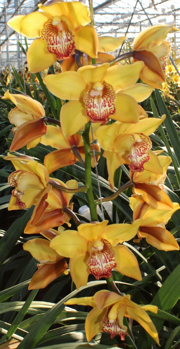 Cymbidium large flowered ESTHER, фото 3