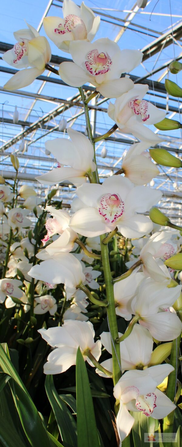 Cymbidium large flowered SNOWBIRD, foto 2