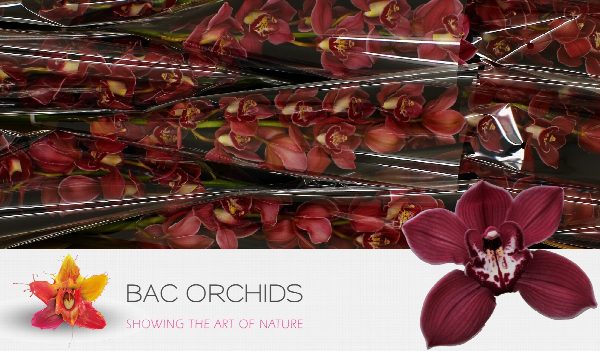 Cymbidium large flowered FERR-ARI, foto 2