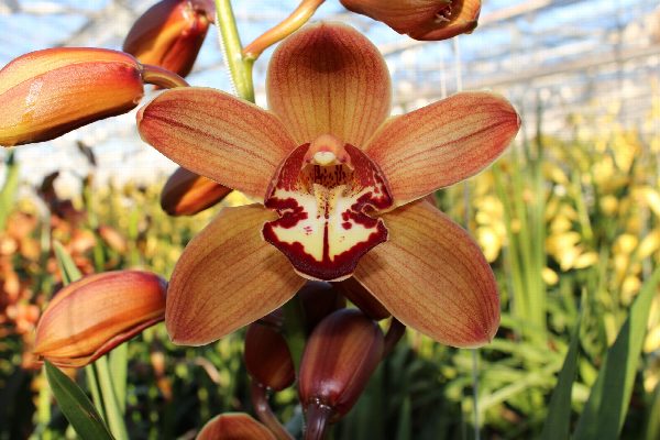 Cymbidium large flowered MICHELLE, foto 5