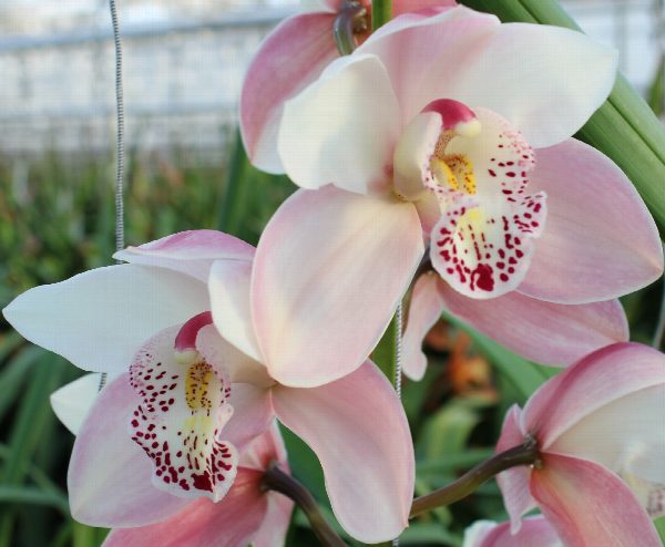 Cymbidium large flowered SUMMER MAG PI, foto 4