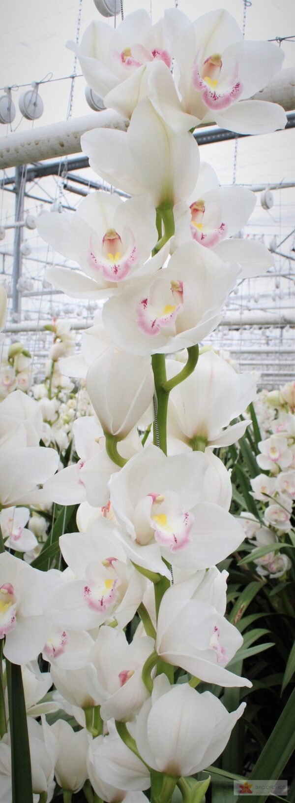 Cymbidium large flowered KILIMANJARO, фото 4