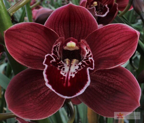 Cymbidium large flowered HADES, foto 3