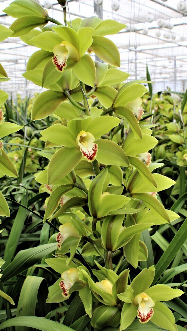 Cymbidium large flowered GREEN GIANT, photo 4